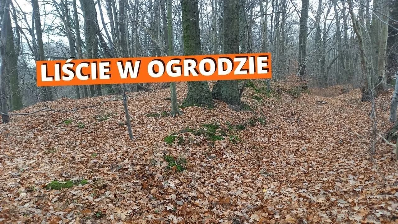 Praktyczne sposoby na to, co zrobić z liśćmi na działce, które pomogą